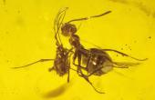 Foto:Wolfgang Weitschat,  Eine Ameise beim „Betrillern“ einer Blattlaus