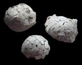 Diese originalen versteinerten Dinosaurier-Eier aus der Kreidezeit sind Teil eines kompletten Nestes mit sechs Eiern, Foto:  Mus