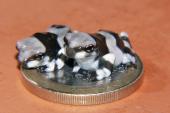 Baumhöhlen-Krötenlaubfrosch-Babys auf Münze