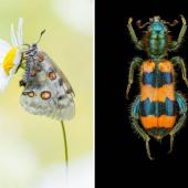 Biologiezentrum Linz - Makrofotografie von Insekten im Freiland und im Studio