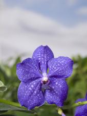 Orchidee: Blaue Vanda