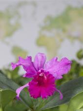 Orchidee: Cattleya