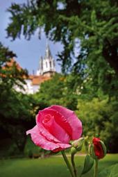 Foto: Rose im Konventgarten - Gartentage 2014 - Stift Klosterneuburg