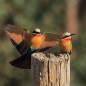 Vogelparadies Südafrika, 2. Teil – Vom Garten bis zu den größten Nationalparks und Important Bird Areas... - Biodiversitätszentrum Oberösterreich
