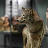 Führung - Vom Krafttier zum Angsttier? Kulturgeschichte des Wolfes - Schlossmuseum Linz