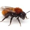 Freilichtmuseum Sumerauerhof - Wild(e) Bienen - Die bunte Welt der Bestäuber - Teaser - Bild: Andrena-fulva