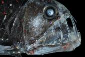 Chauliodus sloani © Solvin Zankl