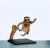 Waschbär  © Liechtensteinisches Landesmuseum, Foto Sven Beham