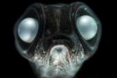 Bathylagus antarcticus © Solvin Zankl
