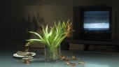 Arnold von Wedemeyer, on-time, still life I, 2006/07 (Videostills), HD-Video, 1080p, 9:20 min., Leihgabe des Künstlers