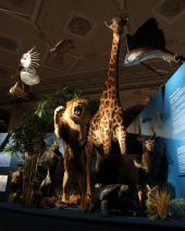 Darwins rEvolution, Artenvielfalt, ©Naturhistorisches Museum