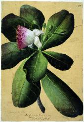Bild: Barringtonia
