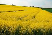 Rapsfeld