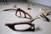 Christian Maurer mit seiner Geweihinstallation im Zuge der Sonderausstellungen 2009 im Stift Admont