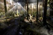 Bild: Gondwana – das Praehistorium 