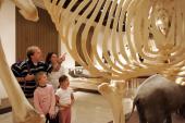 Das Naturhistorische Museum Mainz nimmt Sie mit in neue Welten. 