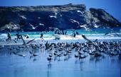 Bild: Beach Taqah