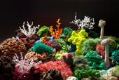 Orgie in Formen und Farben: das riesige ­gehäkelte Föhr Reef