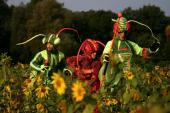 110415_Zebra_Grasshoppers_1