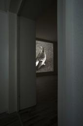 Heitz_motive_Ente