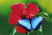 Morpho auf rotem Hibiskus