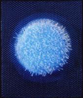 PresseFioreschyBlauerPlanetII, 2002, 61x51cm,Lichtplatte