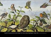 Provencale_Voegel_iPad