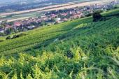 Weingärten im Traisental