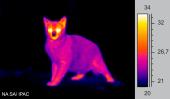 Foto: Katze IR