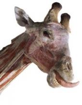Bild zur Ausstellung Körperwelten der Tiere