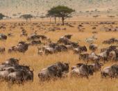 Afrika