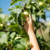 Auf die Plätze, fertig, APFEL - Familiensonntag