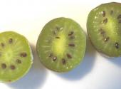 BIO-KIWI-ERNTE IM WEINVIERTEL