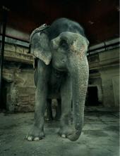 Jaipur, 2006