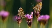 Bunte Vielfalt - Unentdeckte Natur im Schlosspark
