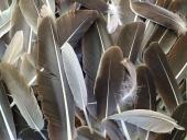 Das Federkleid der Vögel