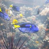 Das Leben der Rifffische im Aquarium - Familienführungen 
