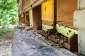 Weinviertler Museumsdorf Niedersulz - Die Welt der Bienen