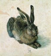 Albrecht Dürer Feldhase, 1502