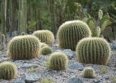 Expertenführungen zu den aktuellen Highlights des Botanischen Gartens