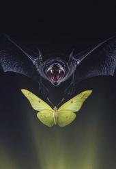 Einführungsmatinee: Die Fledermaus