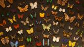Entomologie im neuen kärnten.museum