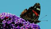 Sammlungs- und Wissenschaftszentrum - Entomologischer Jahresrückblick 2023