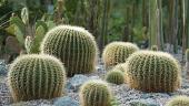 kärnten.museum - Echinocactus grusonii, Kakteenquartier, Botanischer Garten Klagenfurt