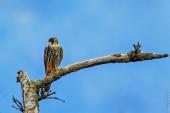 Feldornithologiekurs - Ornithologische Weiterbildung