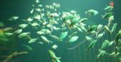 Foto: Fische