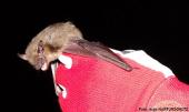 Fledermaus