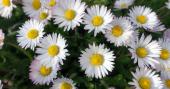 FLOWER POWER