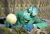Foto: Der Froschkönig
