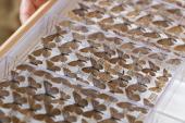 Ganz schön flatterhaft – heimische Schmetterlinge aus der inatura-Sammlung